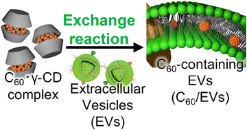 Graphical abstract: Extracellular vesicles containing fullerene derivatives prepared by an exchange reaction for photodynamic therapy