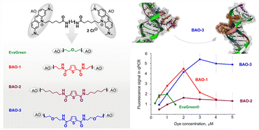 Graphical abstract: Nucleic acid-binding bis-acridine orange dyes with improved properties for bioimaging and PCR applications