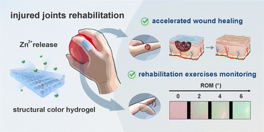 Graphical abstract: Towards injured joint rehabilitation: structural color hydrogels for accelerated wound healing and rehabilitation exercise monitoring