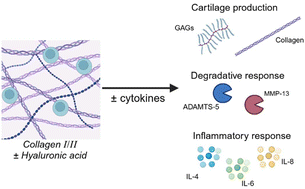 Graphical abstract: Chondrogenic and chondroprotective response of composite collagen I/II-hyaluronic acid scaffolds within an inflammatory osteoarthritic environment