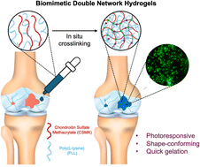 Graphical abstract: Biomimetic double network hydrogels of chondroitin sulfate and synthetic polypeptides for cartilage tissue engineering