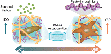 Graphical abstract: Tunable hydrogel networks by varying secondary structures of hydrophilic peptoids provide viable 3D cell culture platforms for hMSCs