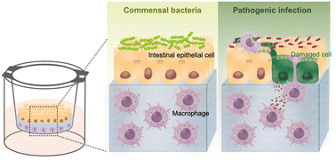 Graphical abstract: A collagen hydrogel-based intestinal model enabling physiological epithelial–immune cell interactions in host–microbe studies