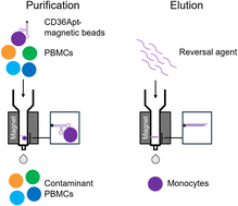 Graphical abstract: Rapid and label-free isolation of human peripheral blood monocytes using a reversible CD36-binding aptamer for cell capture