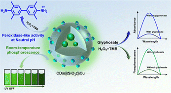 Graphical abstract: Single-atom copper-activated carbon dots@silica nanozymes with neutral-pH peroxidase-like activity and room-temperature phosphorescence for dual-mode glyphosate detection