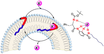 Graphical abstract: Simple acyclic dipeptides with aromatic units as anion carriers