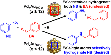 Graphical abstract: Effects of Pd ensemble size in dilute and single atom alloy PdAu catalysts for one-pot selective hydrogenation and reductive amination