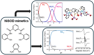 Graphical abstract: Are thiophenol based small molecular weight nickel complexes sufficient mimics of the NiSOD enzyme?