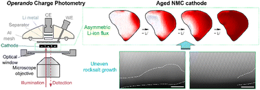 Graphical abstract: Operando single-particle imaging reveals that asymmetric ion flux contributes to capacity degradation in aged Ni-rich layered cathodes