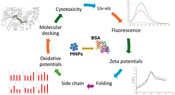 Graphical abstract: Elucidating the leaching effect of micro-/nano-plastics on the binding, structural, and oxidative characteristics of bovine serum albumin and its impact on cytotoxicity and oxidative stress in the human lung cancer cell line A549