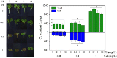 Graphical abstract: Tissue-specific responses of duckweed to cadmium stress under nanoplastic co-exposure: differential accumulation and toxicity in roots and fronds