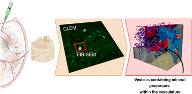 Graphical abstract: Three-dimensional imaging of vasculature and forming quail femur using cryo-correlative light and electron microscopy (cryo-CLEM)