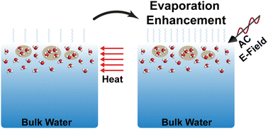 Graphical abstract: Oscillations in incident electric field enhances interfacial water evaporation