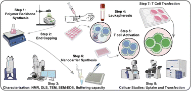 Graphical abstract: Synthesis, characterization, and evaluation of low molecular weight poly(β-amino ester) nanocarriers for enhanced T cell transfection and gene delivery in cancer immunotherapy