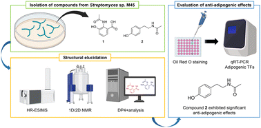 Graphical abstract: Anti-adipogenic effects of N-acetyltyramine from termite-associated Streptomyces sp. M45