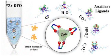 Graphical abstract: Synergistic coordination in 89Zr–DFO (deferoxamine) complexes: computational and experimental insights into auxiliary ligands