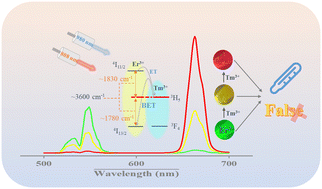 Graphical abstract: Tm3+-mediated energy bridge in lead-free double perovskites: suppressing multiphonon relaxation for multifunctional photonic applications