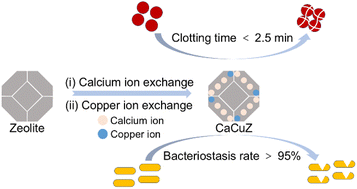 Graphical abstract: A calcium–copper-based zeolite with dual functions of hemostatic and antibacterial properties
