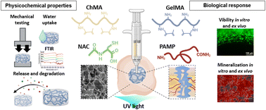Graphical abstract: N-Acetylcysteine and pro-adrenomedullin dual-crosslinked gelatin–chitosan hydrogels with enhanced mechanical and mineralization performance