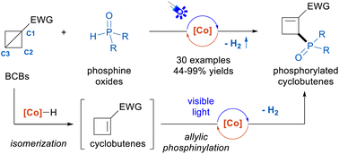 Graphical abstract: Photoinduced cobaloxime catalysis enabled dehydrogenative C2-phosphinylation of bicyclo[1.1.0]butanes to access phosphorylated cyclobutenes