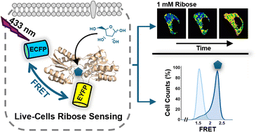 Graphical abstract: RIBOsensor for FRET-based, real-time ribose measurements in live cells