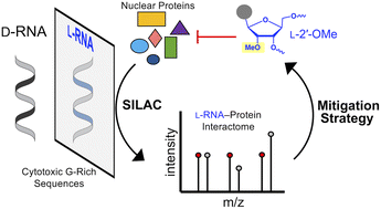 Graphical abstract: Interrogation of mirror-image l-RNA–protein interactions reveals key mechanisms of single-stranded G-rich l-RNA cytotoxicity and a potential mitigation strategy