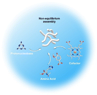 Graphical abstract: Minimal catalytic dissipative assemblies via cooperation of an amino acid, a nucleobase precursor and a cofactor