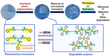 Graphical abstract: Interfacial photocycloaddition polymerization: a synthetic approach for structurally functionalized degradable polymer particles from naturally derived monomers