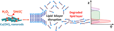 Graphical abstract: Oxidative destabilization of model E. coli membrane by Cu(OH)2 nanoparticles: a neutron reflectometry study