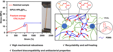 Graphical abstract: Multifunctional polyurethane elastomers with high mechanical robustness and exceptional crack tolerance performance based on bi-incompatible soft segments and dynamic coordination bonds