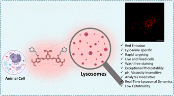 Graphical abstract: A red-emitting, microenvironment-insensitive fluorophore for lysosome-specific imaging in live cells