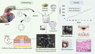 Graphical abstract: A super absorbent decellularized human amniotic membrane microgel for chronic wound healing and accelerated skin regeneration