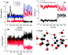 Graphical abstract: When a proton attacks cellobiose in the gas phase: ab initio molecular dynamics simulations