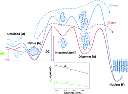 Graphical abstract: Modulation of the stability of amyloidogenic precursors by anion binding strongly influences the rate of amyloid nucleation