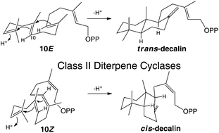 Graphical abstract: cis or trans with class II diterpene cyclases