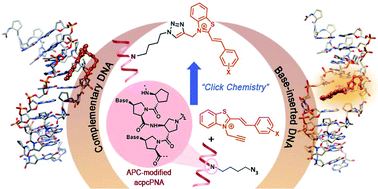 Graphical abstract: Clickable styryl dyes for fluorescence labeling of pyrrolidinyl PNA probes for the detection of base mutations in DNA