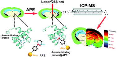 Graphical abstract: Imaging vicinal dithiol of arsenic-binding proteins in the mouse brain with amplification by gold nanocluster Au22(GSH)18