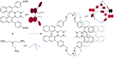 Graphical abstract: Self-assembly of chiral BINOL cages via imine condensation