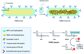 Graphical abstract: Improvement of cytotoxicity and necrosis activity of ganoderic acid a through the development of PMBN-A.Her2-GA as a targeted nano system