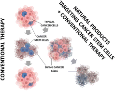 Graphical abstract: Therapeutic vulnerabilities of cancer stem cells and effects of natural products