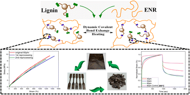 Graphical abstract: Fast relaxing sustainable soft vitrimer with enhanced recyclability