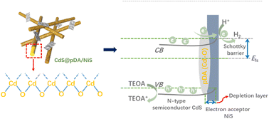 Graphical abstract: Strongly coupled interface facilitating charge separation to the improved visible light-driven hydrogen production on CdS@polydopamine/NiS photocatalyst