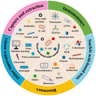 Graphical abstract: Recent advances in metallic and metal oxide nanoparticle-assisted molecular methods for the detection of Escherichia coli