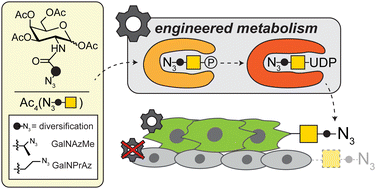 Graphical abstract: Expanding the repertoire of GalNAc analogues for cell-specific bioorthogonal tagging of glycoproteins