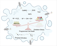 Graphical abstract: Intracellular metal ion-based chemistry for programmed cell death