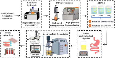 Graphical abstract: Performance of Azolla pinnata fern protein hydrolysates as an emulsifier and nutraceutical ingredient in an O/W emulsion system and their effect on human gut microbiota and mammalian cells