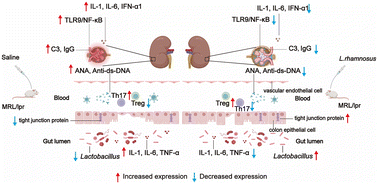 Graphical abstract: Lactobacillus rhamnosus LC-STH-13 ameliorates the progression of SLE in MRL/lpr mice by inhibiting the TLR9/NF-κB signaling pathway