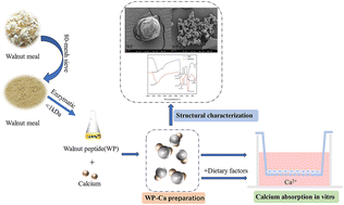 Graphical abstract: Preparation, structural characterisation, absorption and calcium transport studies of walnut peptide calcium chelate