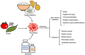 Graphical abstract: Dietary and nutritional interventions for human diseases: their modulatory effects on ferroptosis