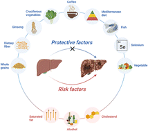 Graphical abstract: An umbrella review of the association between dietary factors and hepatocellular carcinoma risk